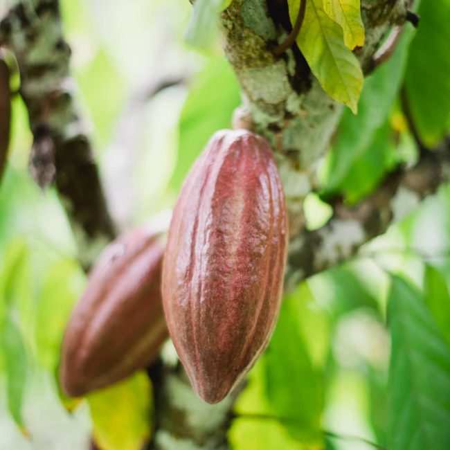 cacao_in_tree